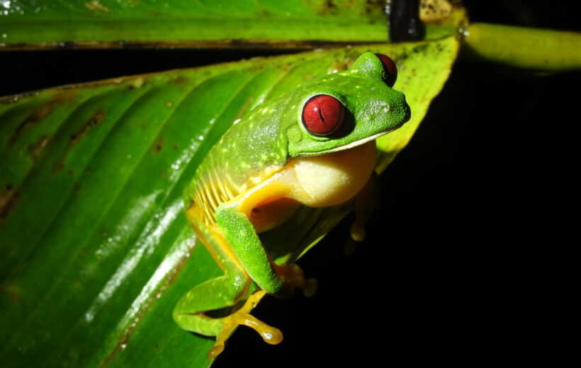 Jungle Night Tour in Manuel Antonio