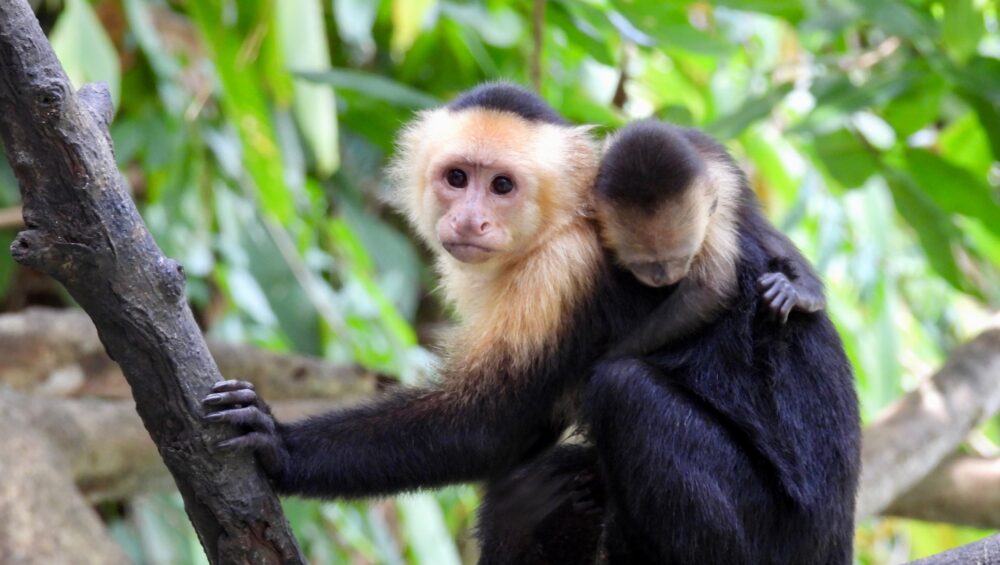 manuel antonio national park