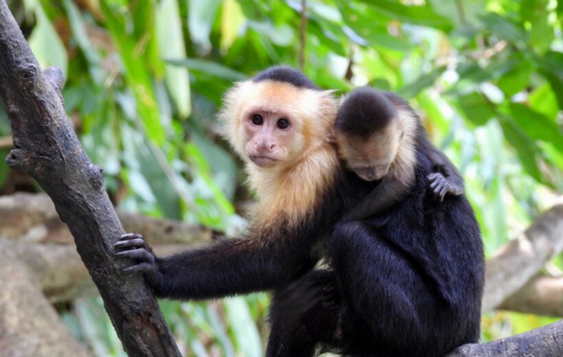 Mangrove Tour Manuel Antonio