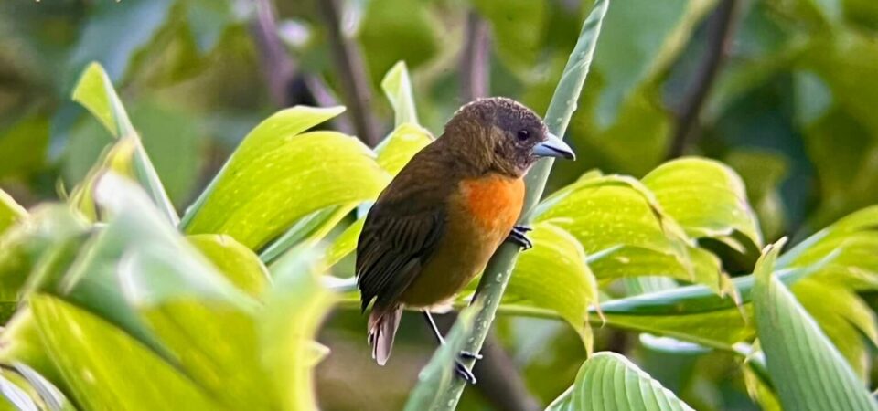 Bird photography tour in Manuel Antonio Costa Rica