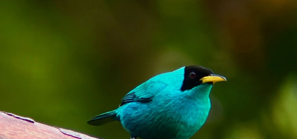 Bird watching tour in Manuel Antonio Costa Rica