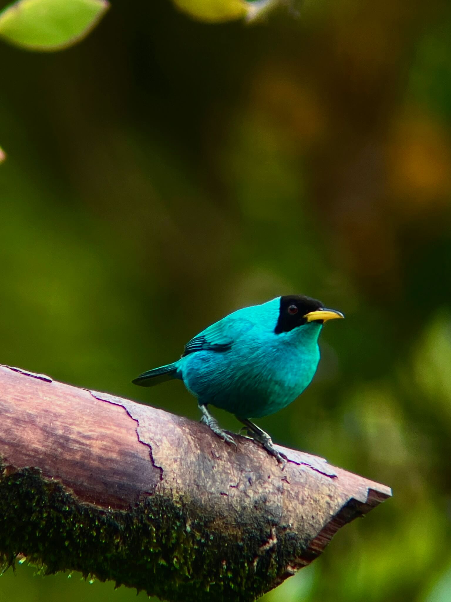 Bird watching tour in Manuel Antonio Costa Rica