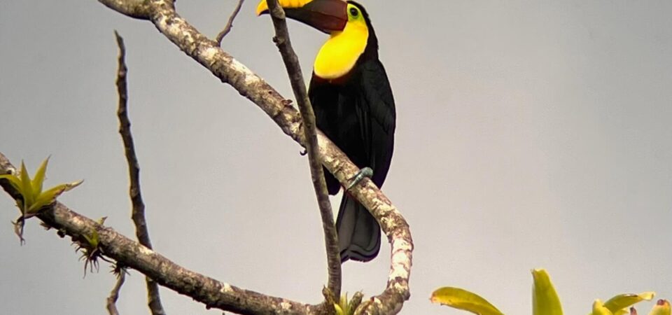 Eco tour bird watching experience in Manuel Antonio