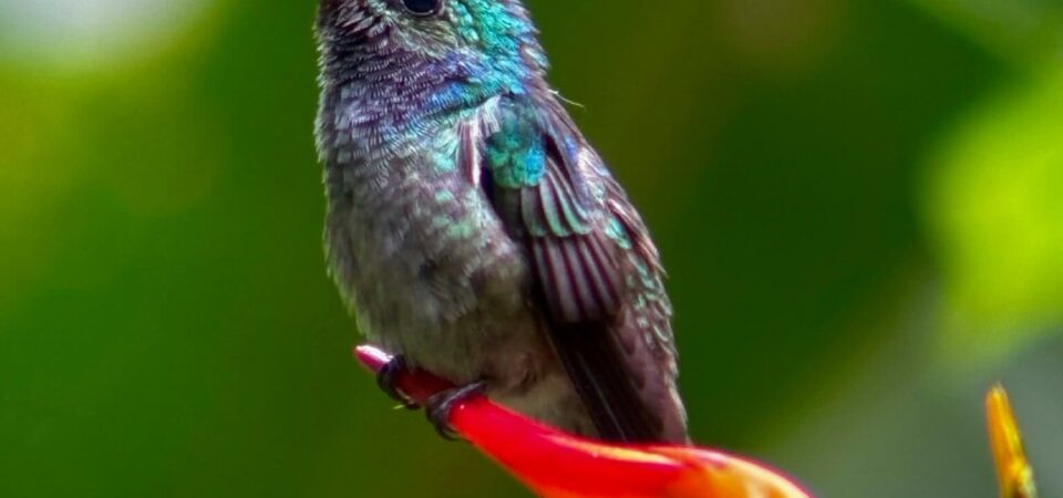 Hummingbird observed on bird watching tour Costa Rica