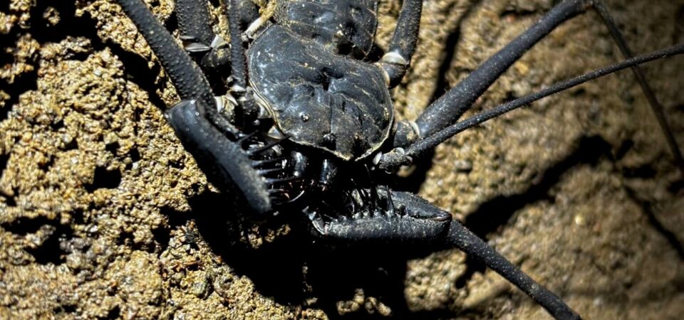 Insects observed during Jungle Night Tour in Manuel Antonio