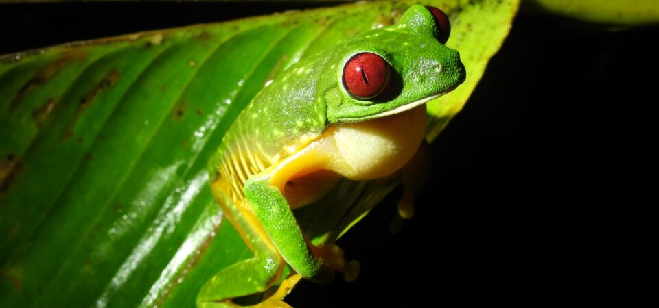 Red-eyed tree frog spotted during Jungle Night Tour in Manuel Antonio