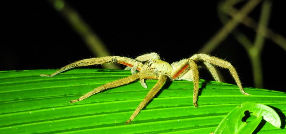 Tarantula sighting during Jungle Night Tour in Manuel Antonio