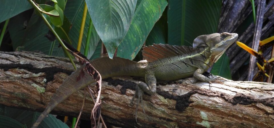 Exploring the mangrove rivers by boat in Manuel Antonio
