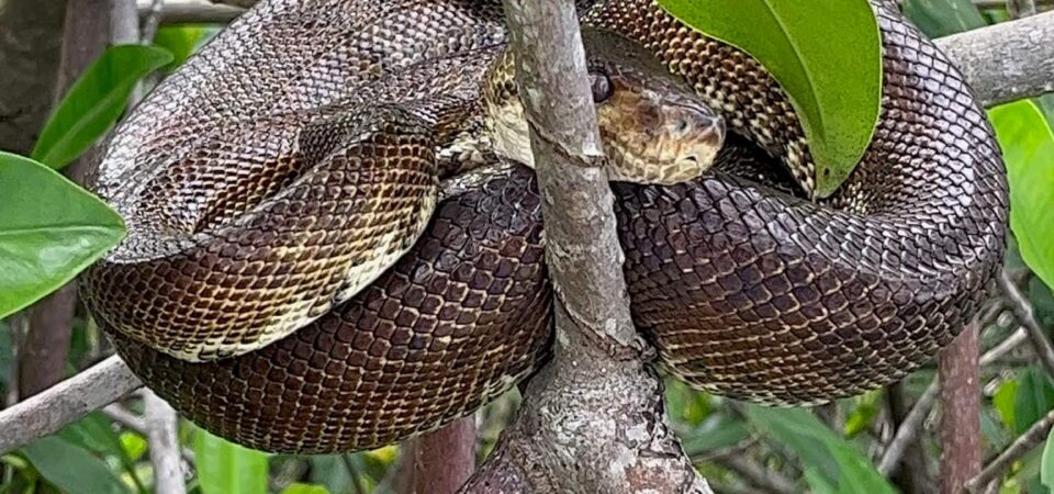 mangrove-tour-manuel-antonio-boat