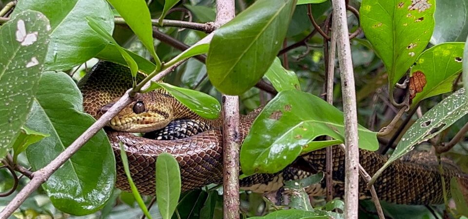 Eco-friendly mangrove boat tour in Manuel Antonio