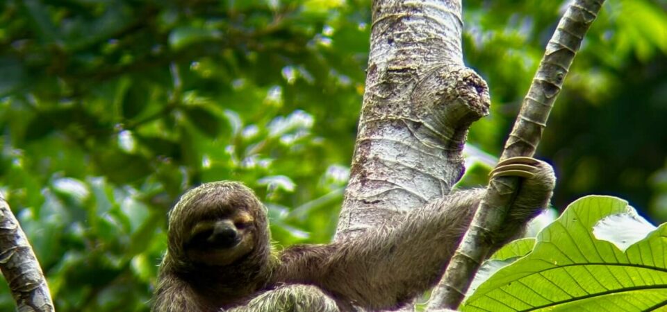 Sloth hanging on a tree spotted on Manuel Antonio guided tour