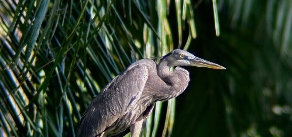 Wildlife watching during the mangrove tour in Manuel Antonio