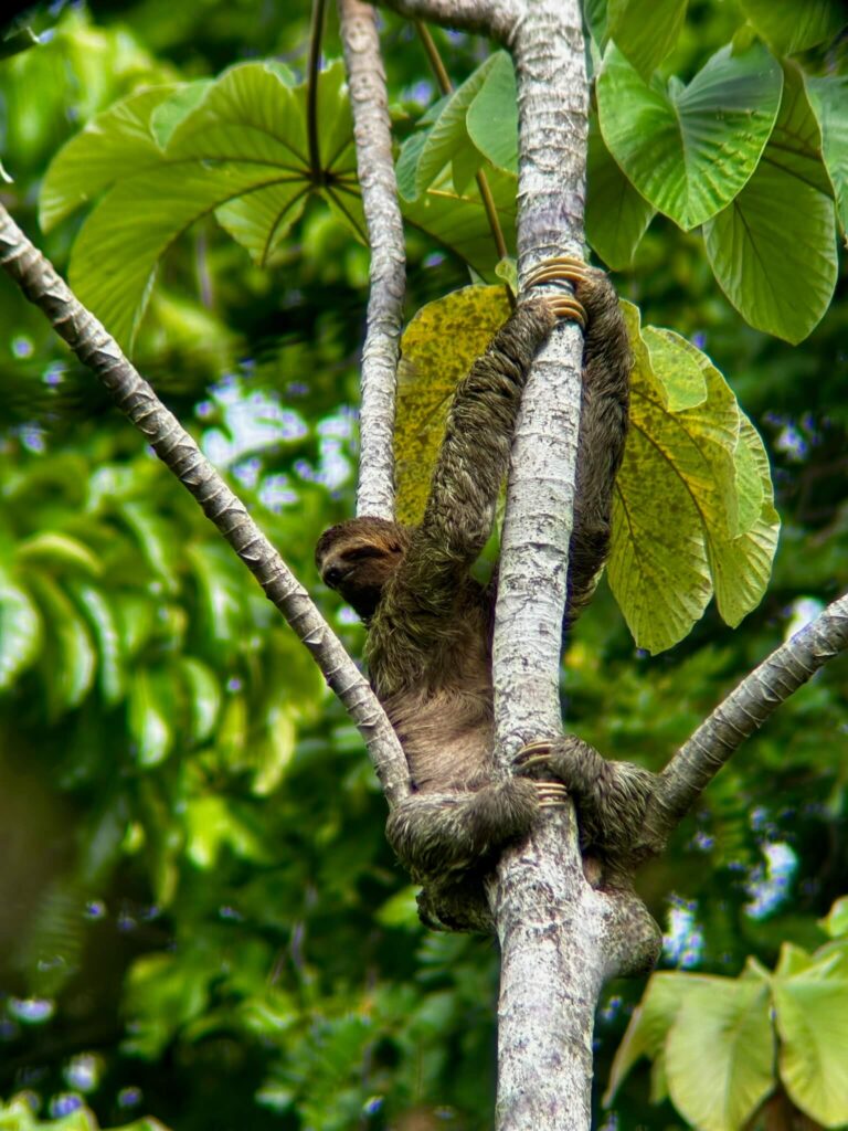 manuel antonio national park costa rica