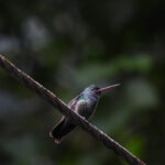 Gallery Thumbnail 6