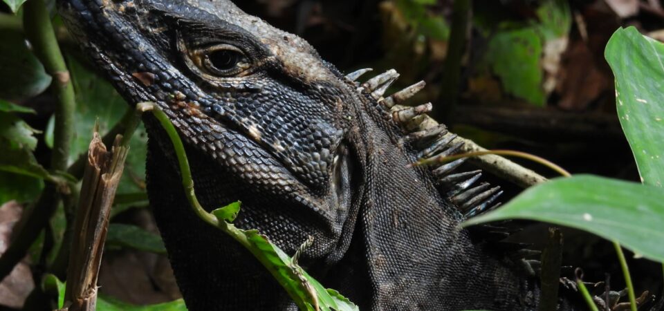 Iguana basking in the sun during Manuel Antonio tour
