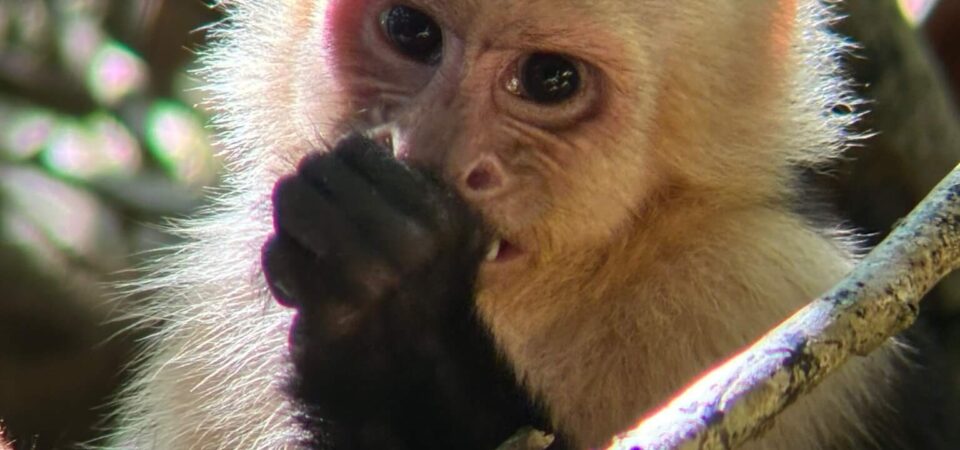 Capuchin monkeys playing in Manuel Antonio National Park