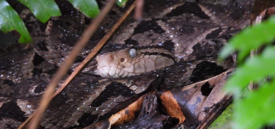 Nature trail inside Manuel Antonio National Park