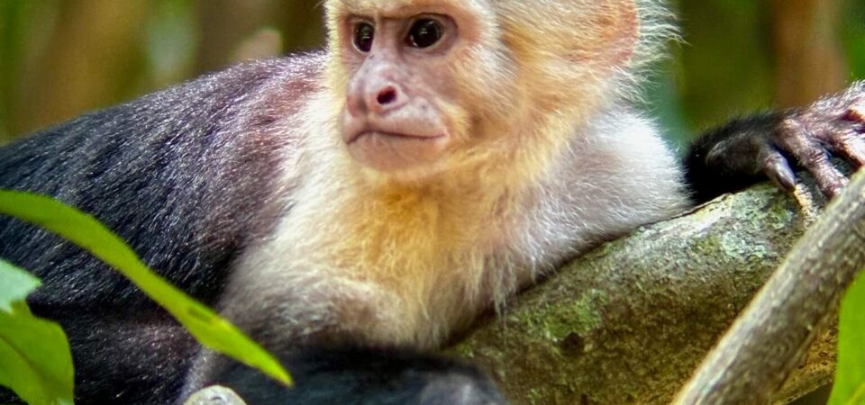 Wildlife spotting during Manuel Antonio National Park Tour