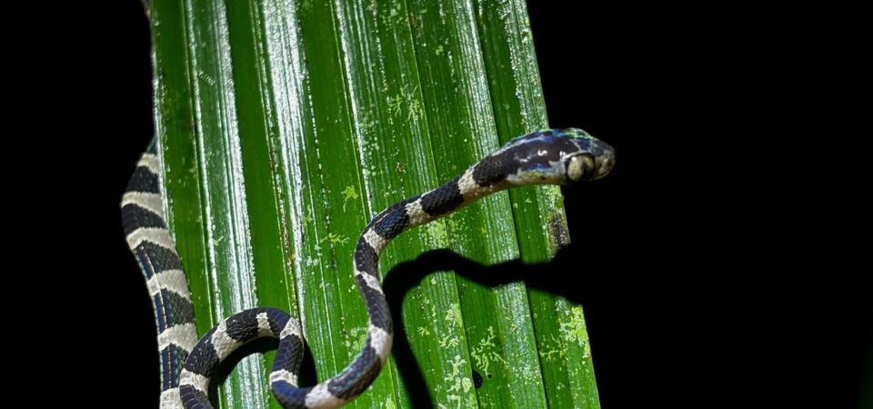 Exotic wildlife seen on Jungle Night Tour in Manuel Antonio Costa Rica