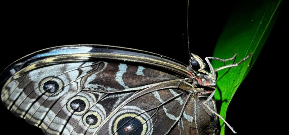 Guided night wildlife adventure in Manuel Antonio National Park area