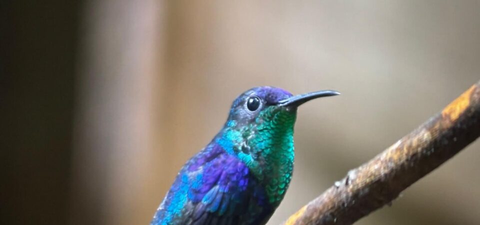 Colorful tropical bird spotted during Manuel Antonio Park tour