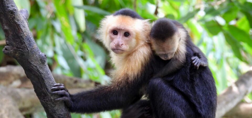 Monkeys spotted on a mangrove boat tour in Manuel Antonio