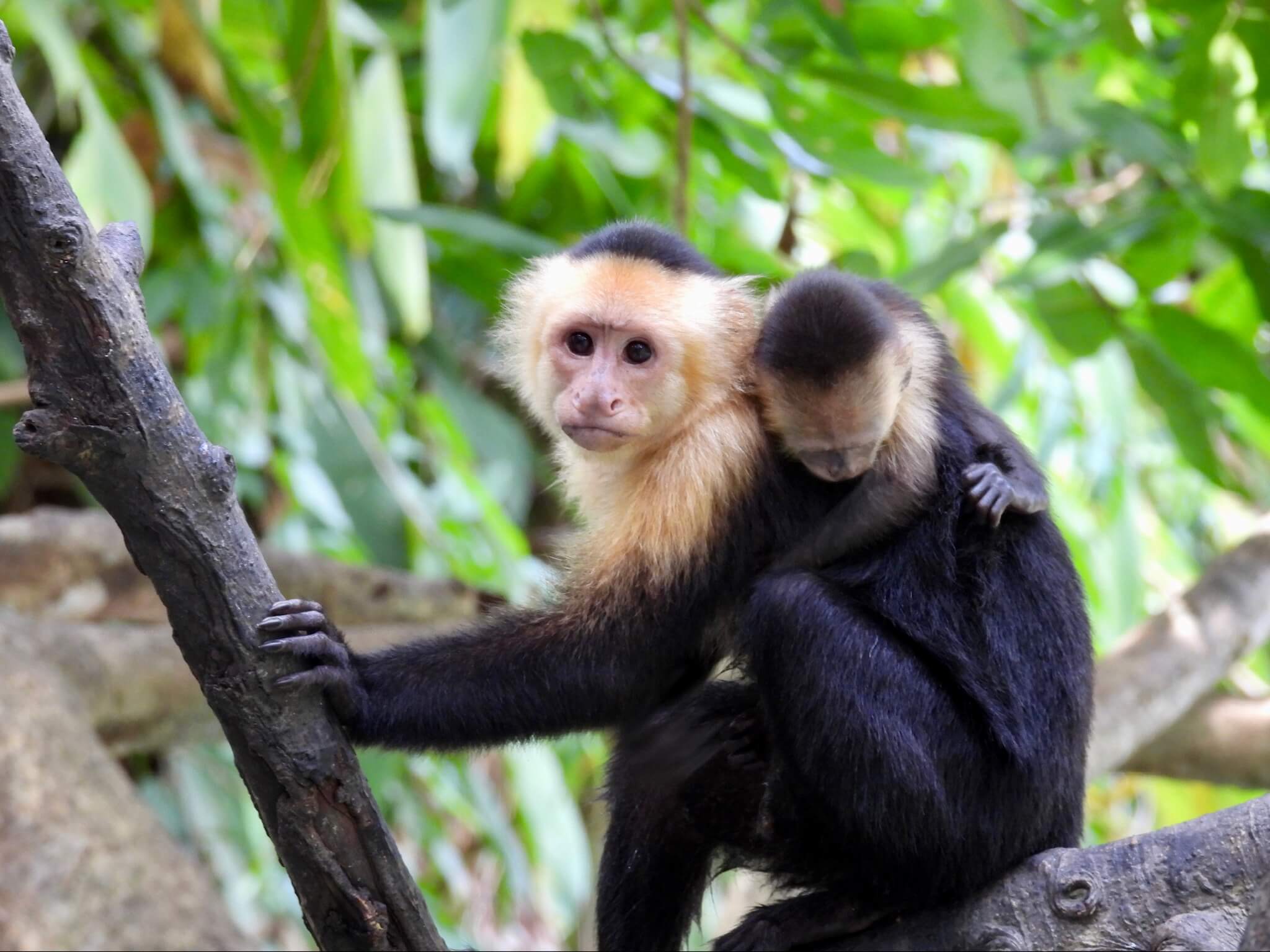 Monkeys spotted on a mangrove boat tour in Manuel Antonio