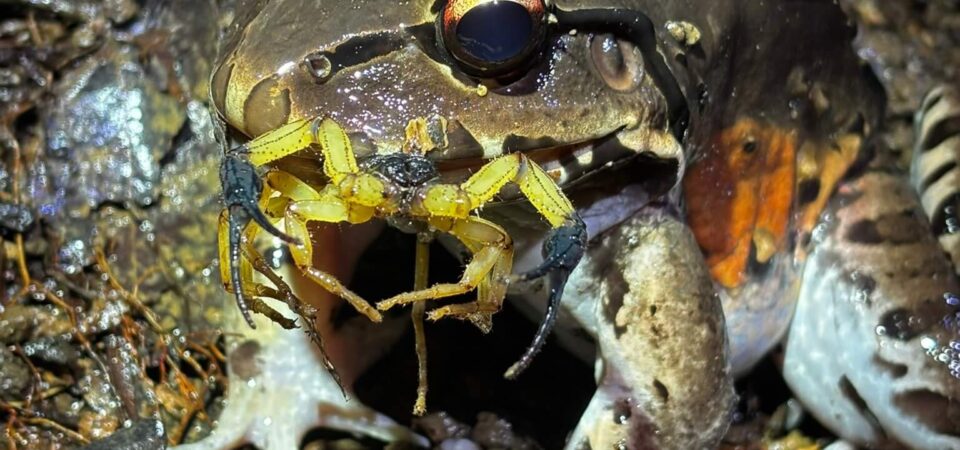 Colorful reptiles spotted on a night tour in Manuel Antonio
