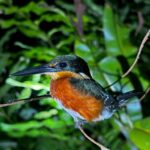 Gallery Thumbnail 2