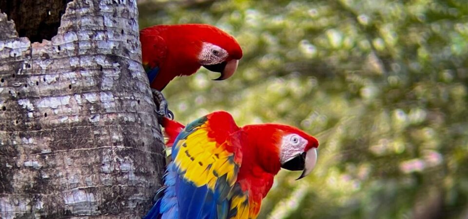 Scarlet macaw spotted during bird watching tour in Costa Rica