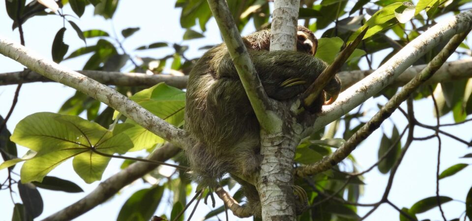 Sloth spotted during a mangrove tour in Manuel Antonio