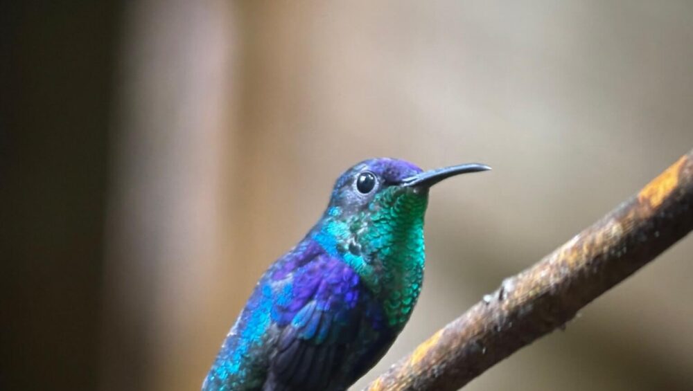 Sunrise bird watching tour in Manuel Antonio