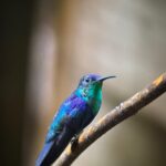 Gallery Thumbnail 6