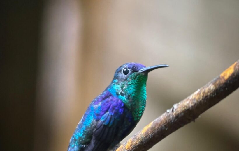 Bird Watching Tour Manuel antonio