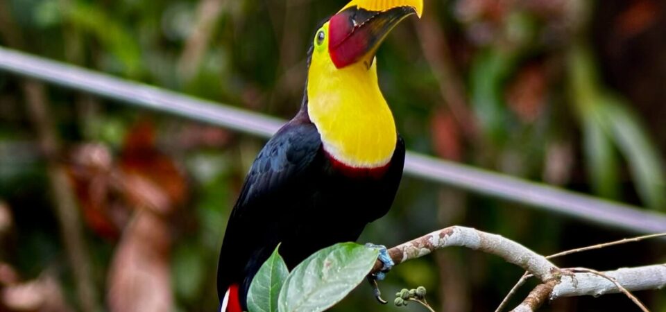 Toucan perched during bird watching in Costa Rica