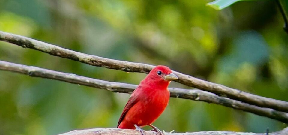 Colorful tropical birds in Manuel Antonio rainforest