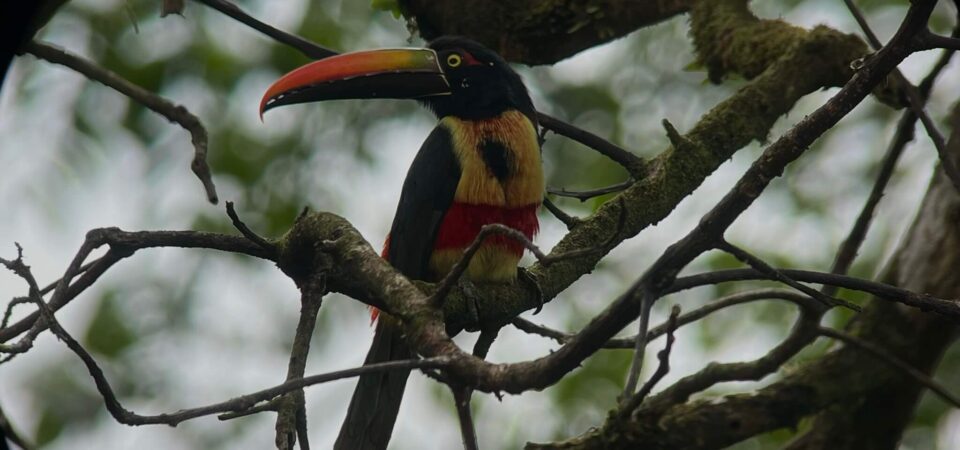 Rainmaker Park Adventure rainforest trails and hanging brigdes in Costa Rica