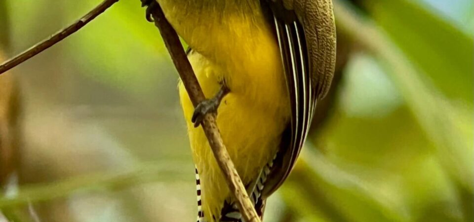 Rainmaker Park Adventure rainforest trails and hanging brigdes in Costa Rica