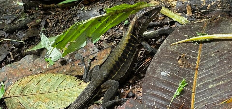 Rainmaker Park Adventure rainforest trails and hanging brigdes in Costa Rica