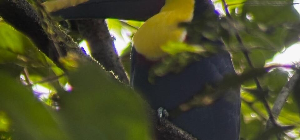 Rainmaker Park Adventure rainforest trails and hanging brigdes in Costa Rica